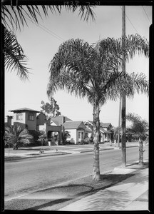 Palm tree for View Park, Los Angeles, CA, 1928