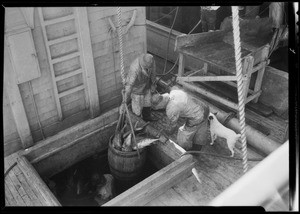 Publicity at cannery, Southern California, 1935