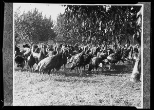 Turkeys, orange grove, etc. for enlargement, Southern California, 1940