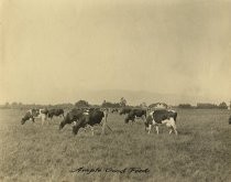 "Ample Good Feed" : Herd of dairy cattle in field
