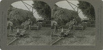 Alfalfa 1. Baling alfalfa and weighing the bales, Imperial Valley, Calif., 165