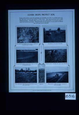 Cover crops protect soil