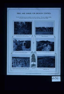 Trees and shrubs for erosion control