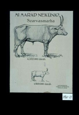 Mi marad nekunk?: Szarvasmarha