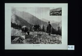 Tatry - zycie na halach
