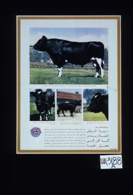 British Milk Production. No. 1. Selective breeding increases the milk yield of the herd. British farmers have made an intensive study of dairy-herd breeding. Above is a picture of a British Friesian bull whose visible indications of quality are his large shoulder girth and lightness in the loin ... [in Arabic]