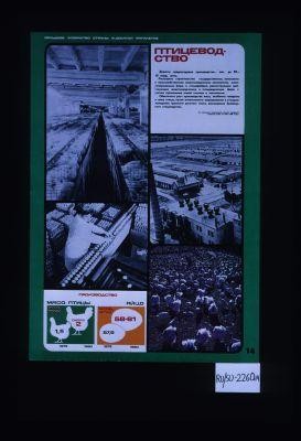 Sel'skoe khoziaistvo strany v desiatoi piatiletke. Ptitsevodstvo