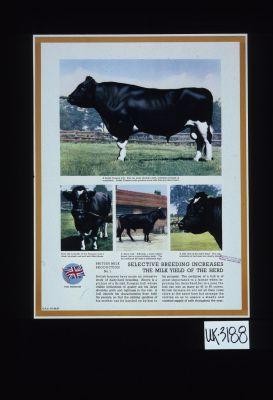 British Milk Production. No. 1. Selective breeding increases the milk yield of the herd. British farmers have made an intensive study of dairy-herd breeding. Above is a picture of a British Friesian bull whose visible indications of quality are his large shoulder girth and lightness in the loin