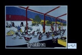 Gallina