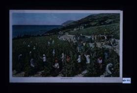 Sbor vinograda v Krymu