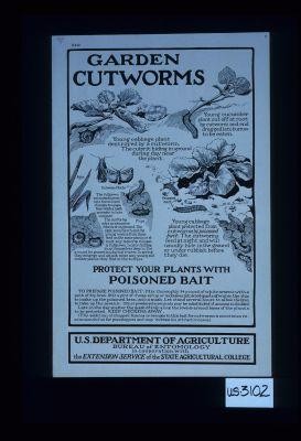 Garden cutworms ... protect your plants with poisoned bait