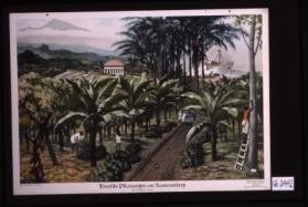 Deutsche Pflanzungen am Kamerunberg