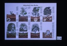 Lebenslauf einer Buche ... Macht Europa stark