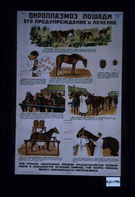 Piroplazmoz loshadi ego preduprezhdenie i lechenie