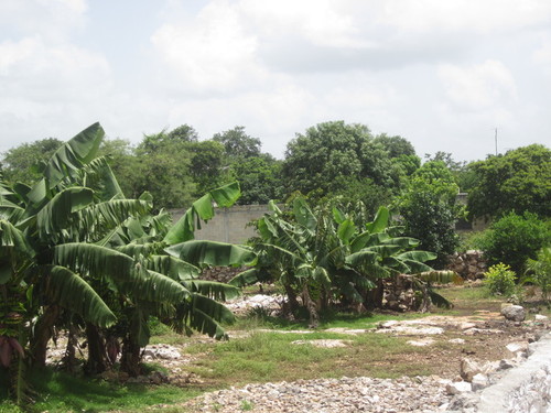 Milpa to right of road from Muxupip to Euán 03