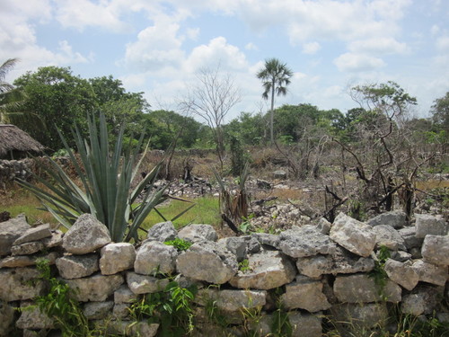 Kinchil field of maguey 01