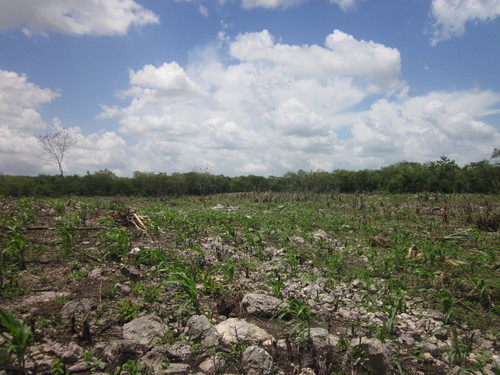 Don Leovigildo's Milpa 06