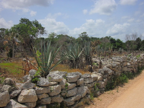 Kinchil field of maguey 02