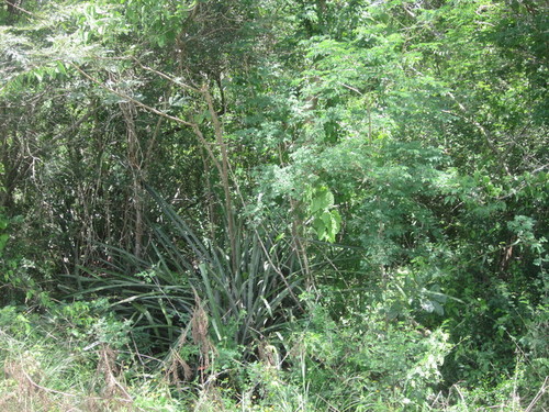 Forest across road from Don Leovilda's Milpa 01