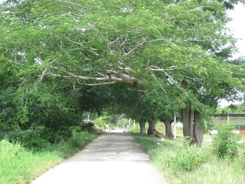 Tixcuytun Tree Lined Road