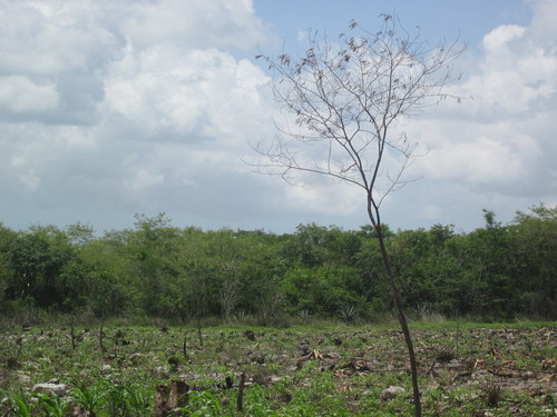 Don Leovigildo's Milpa 07