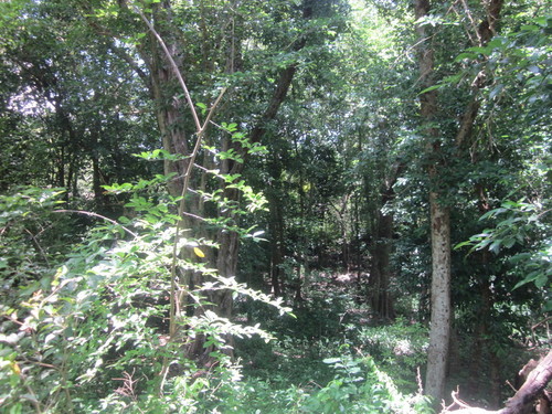 San Juan Koop forest around hacienda remains 03