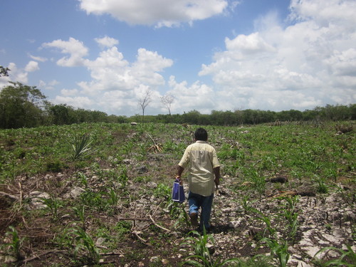 Don Leovigildo on his Milpa