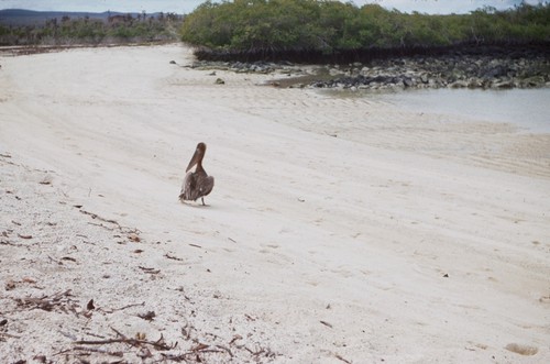 Pelican on calcareous beach, Academy Bay