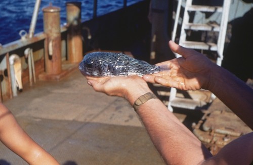 Porcupine fish dipnetted about VIII-14 Two more taken VIII-20