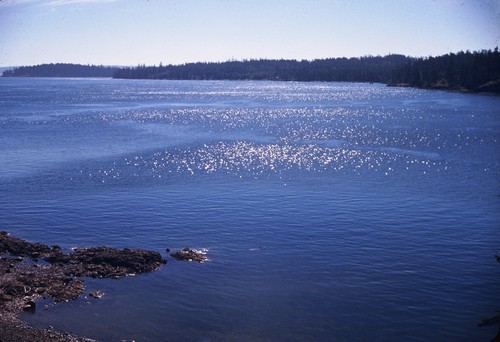 Sea glitter in Friday Harbor