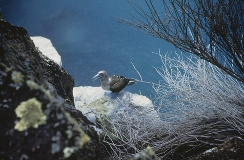 Bluefooted booby on cliff at Academy Bay, Galapagos Island during Shellback Expedition. August 10, 1952