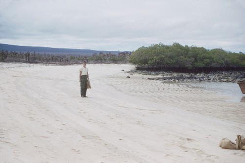 John Knauss collecting sand samples on calcareous beach, Academy Bay