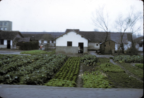 Shanghai Urban Vegetable Garden