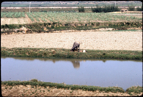 Rural Scene near Border (taken from train)