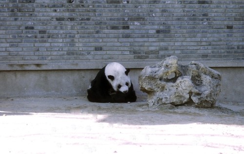 Panda at Rest