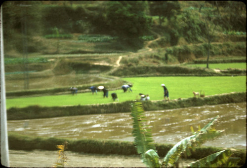 Rural Scene Taken from Train (near border)