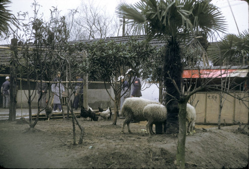 Shanghai Phoenix Worker's Village Middle School Farm