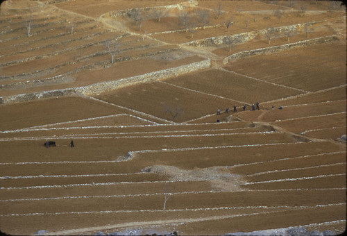 Terraced Fields