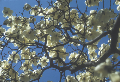 Magnolia in Blossom, Early Spring Beijing, April 1972