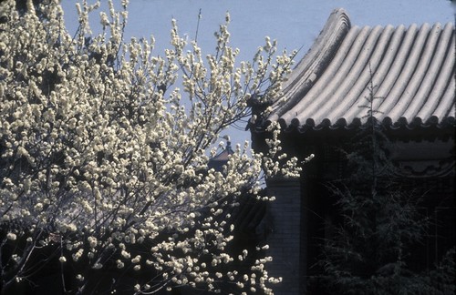 Summer Palace Scenery