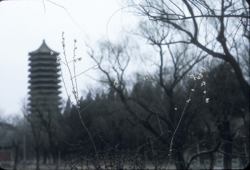 Beijing University Campus