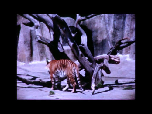 Views of San Francisco and San Francisco Zoo, 1964