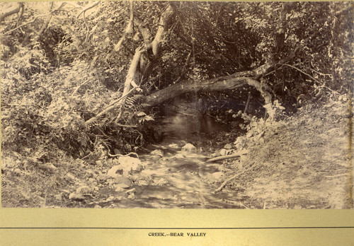 The creek through Bear Valley, Marin County, California, circa 1895 [photograph]