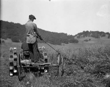 Cutting Vetch and Oats on the J.B. Pacheco Ranch in Ignacio, Marin County 1928 [photograph]