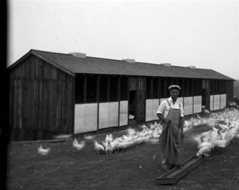 W.E. Bragga's Poultry Project, Two Rock, Sonoma County, August 1929 [photograph]