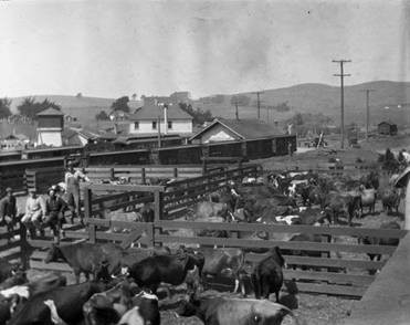 Cattle Show at Valley Ford, September 1926 [photograph]