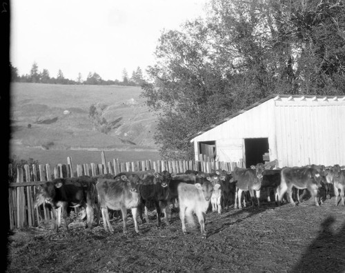 Cows in front of a barn, circa 1928 [photograph]