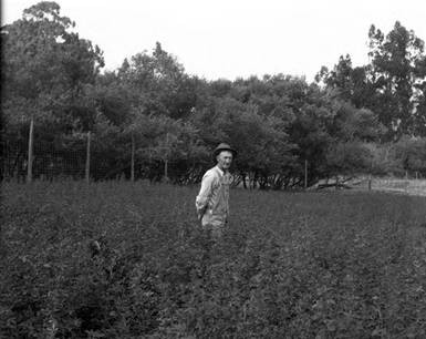 A.L. Cunninghame of Fallon, Marin County, among his peas and vetch planted in the chicken yard in May. Photo taken in August 1929 [photograph]