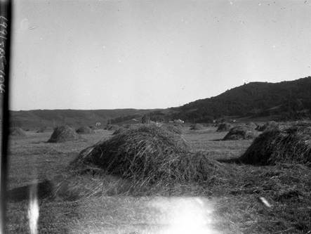 Meadowsweet Dairy, Hayfield and Outbuildings, Corte Madera, Marin County, May 1928 [photograph]