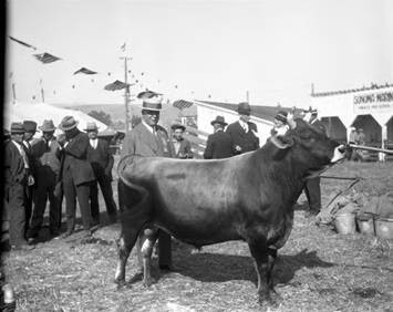 Pure Bred Bull 5th Western Sonoma-Marin Dairy Cattle Show Valley Ford, August 13, 1927 [photograph]